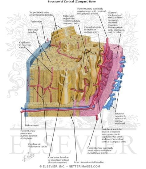 The musculoskeletal system is comprised of bones and connective tissue structures, such as cartilage, ligaments, and tendons. Microscopic Structure of Mature Long Bone Basic Science of Bones