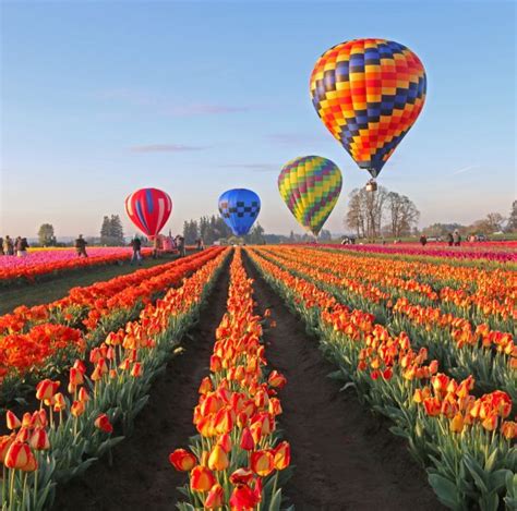 Annual Wooden Shoe Tulip Festival Canby Or