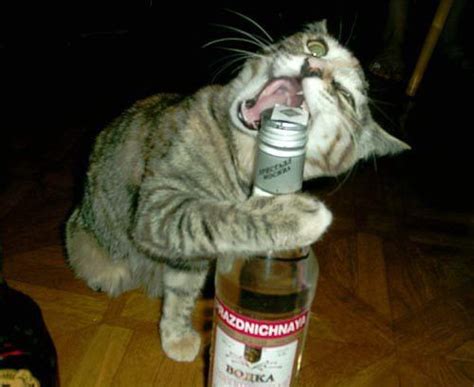 Funny Drunk Cat Kit Cat Kitty Cat Blog