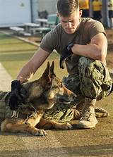 Military Service Animals Images