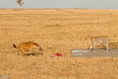 Cheetah Acinonyx Jubatus Being Harassed At Thompsons Gazelle Kill By