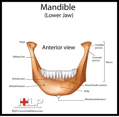 Mandible Lower Jaw Dental Assistant Study Dental Assistant Babe Dental Babe