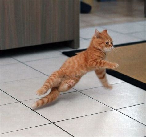 Funny Dancing Cat S