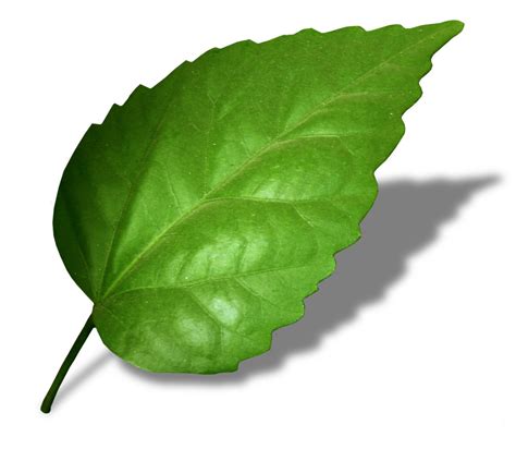 Leaf Free Photo Download Freeimages