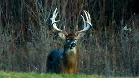 Big Buck In My Back Yard In Ohio Youtube
