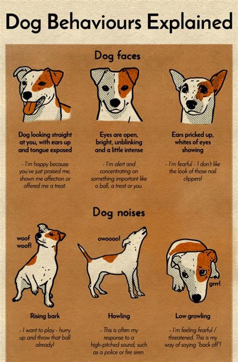 Dog Behaviors Explained Common Sense Evaluation