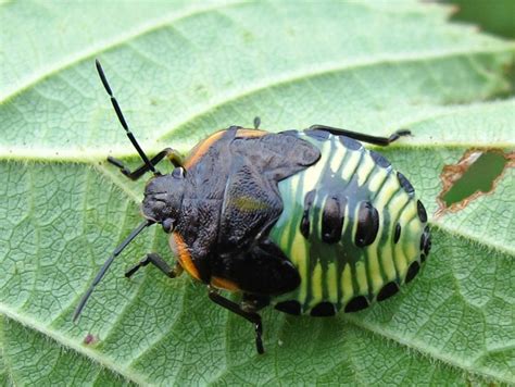 Beetle Type Bugs Uk Biological Science Picture Directory