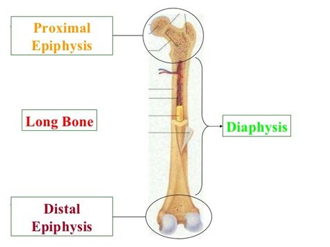 Epiphysis Bone Anatomy