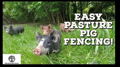 How To Train Pigs To Electric Fence Simple Set Up That Works Youtube