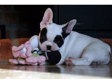 French bulldog puppies for sale in indianaselect a breed. amazing French bulldog puppies for free adoption - Animals ...