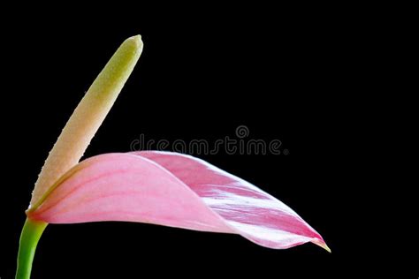 Beautiful Pink Calla Lily On Black Stock Photo Image Of Blossom