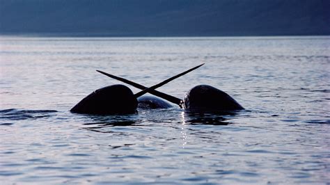 Narwhals Tusked Whales Of The Arctic See With Sound Really Well