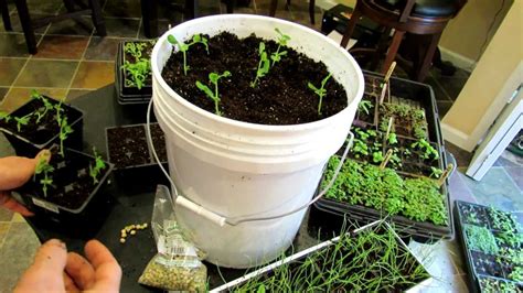 Seed Starting Peas Indoors And Container Planting The Rusted Garden