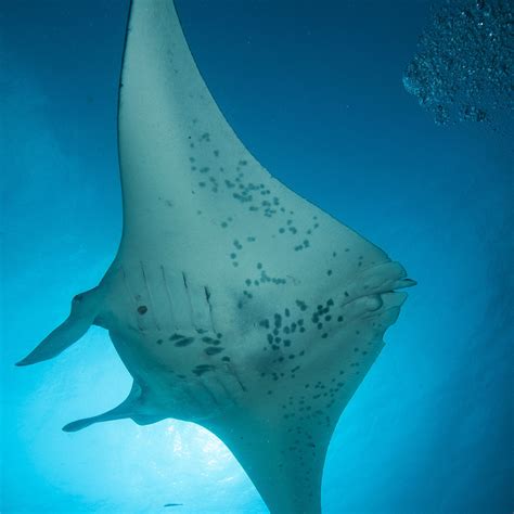 Hermosa Emitir Ascensor Giant Manta Ray Facts Tomar Un Riesgo Formación