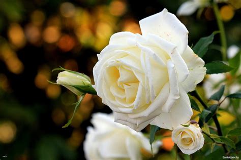 10 Bunga Mawar Putih