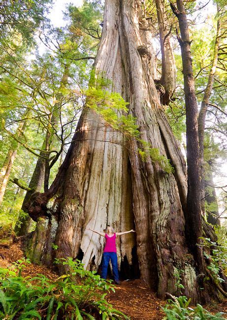 Canadas Largest Tree Its Also The Second Largest Redcedar In The