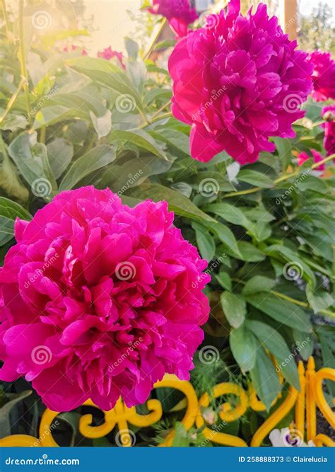 Bright Red Peony Bloomed In Early Spring In The Open On A Flower Bed