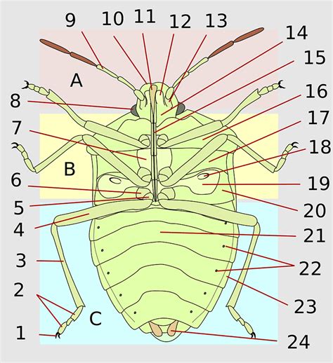 Labrum Clypeus Insect Mouthparts Insect Morphology Heteroptera
