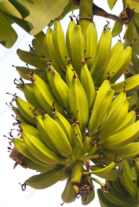 Bananas Growing In A Street In Spain Stock Image C0145718