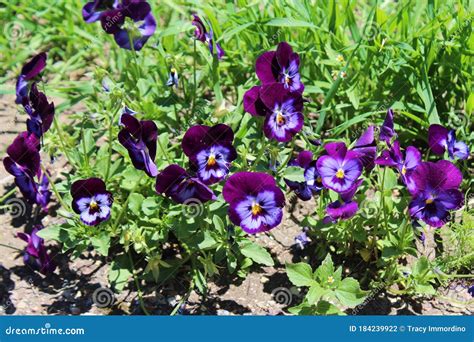 A Group Of Purple Pansies Blooming In A Garden Stock Photo Image Of