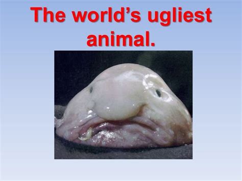 The Worlds Ugliest Animal