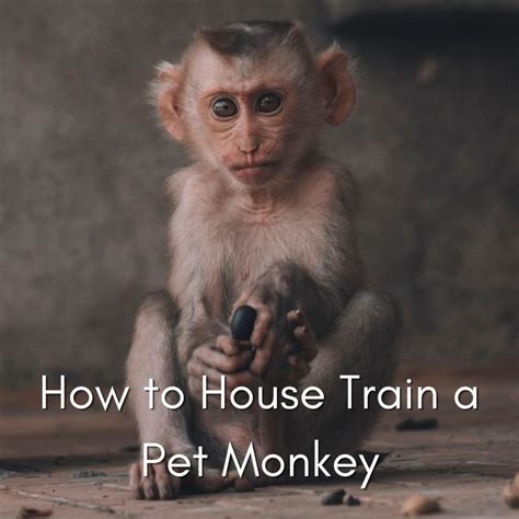 How To House Train A Pet Monkey Pethelpful