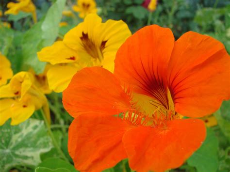 Au jardin dAurore La Capucine