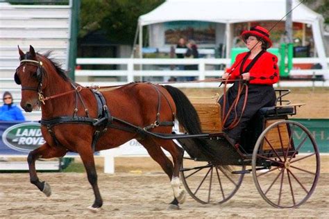 Carriage Driving 101 2014 Programs
