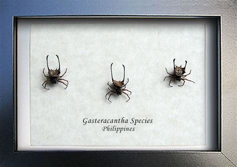 trio real spiked spiders gasteracantha flying saucer spiders museum quality display by