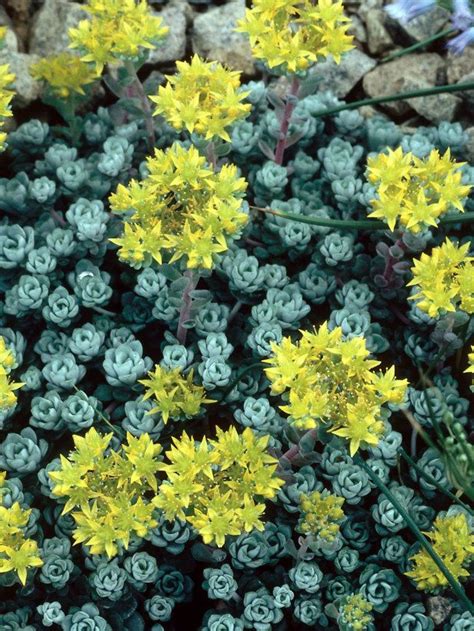 Stonecrop Sedum Spathulifolium ‘cape Blanco Bright Yellow Star