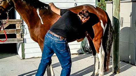 Sheath Cleaning Without Sedation The Horses Advocate