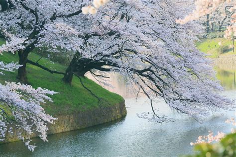 Hình Ảnh Hoa Anh Đào Đẹp Nhất 110 Sakura Hoa Anh Đào Japan Ý Tưởng