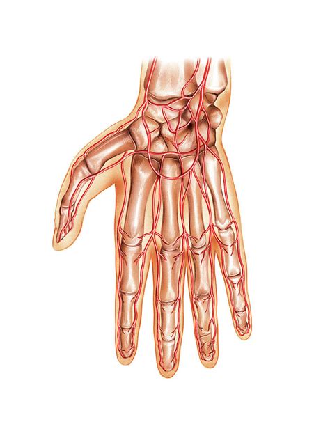 Arterial System Of The Hand Photograph By Asklepios Medical Atlas Pixels