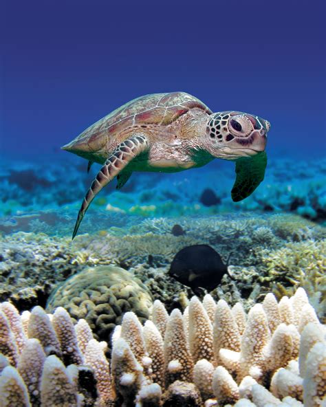 Green Sea Turtles Are Rarely Seen On Land But When They