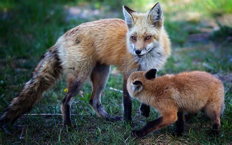 Fox Mom And Pup Photograph By Melissa Connors Fine Art America