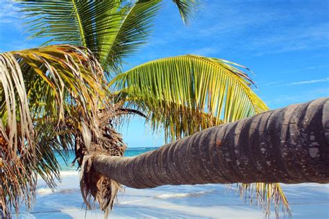 Caribbean beach palm tree stock image. Image of turquoise - 86856105