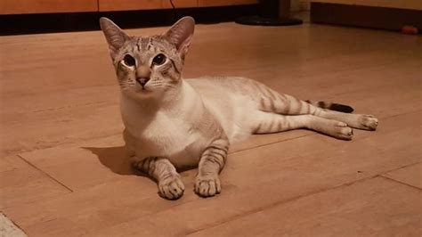 Gorgeous Litter Of Gccf Registered Siamese Ukpets