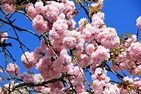 Immagini Belle : albero, ramo, fiorire, cielo, petalo, fioritura ...