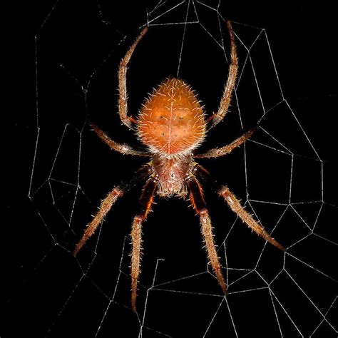 Tropical Orb Weaver Eriophora Fuliginea Spider Spider Bites