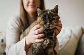 Oldest Living Cat ‘Flossie’ Earns Guinness World Record at 26, Which Is ...