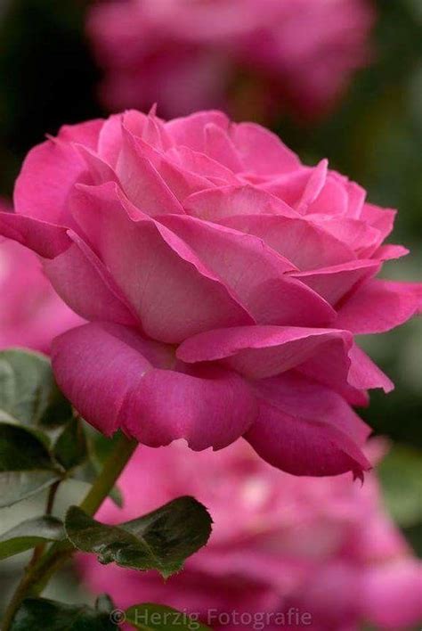 Цветы1 | Красивые розы, Гибридные чайные розы, Красивые цветы