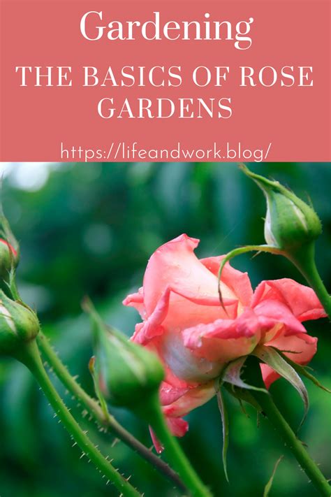 Gardening The Basics Of Rose Gardens