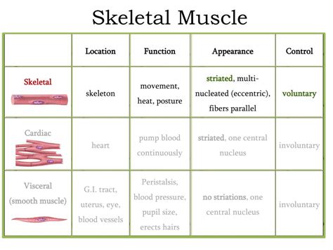 Ppt Chapter 10 Muscular Tissue Powerpoint Presentation Free Download