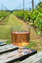 Dutch Winery, White and Rose Wine Tasting on Vineyard in Brabant on ...