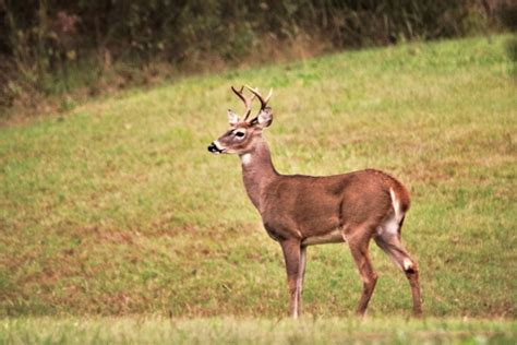 White Tail Buck On Hillside Free Stock Photo Public Domain Pictures