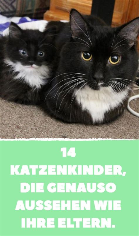 Pin Auf Katzen