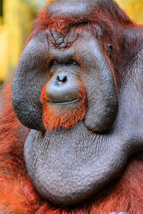 Bornean Orangutan Iv Photograph By Lourry Legarde Pixels