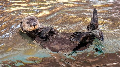 Endangered American Species Alaskan Sea Otters World Travel And Animal