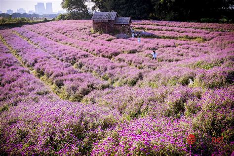 Cánh đồng Hoa Cúc Bạt Ngàn Giữa Lòng Thủ đô đẹp Hút Mắt Bởi Màu Lạ