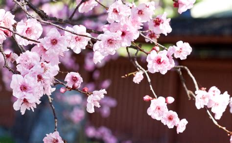 Japanese Cherry Blossom Burkes Backyard
